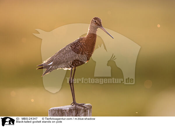 Black-tailed godwit stands on pole / MBS-24347