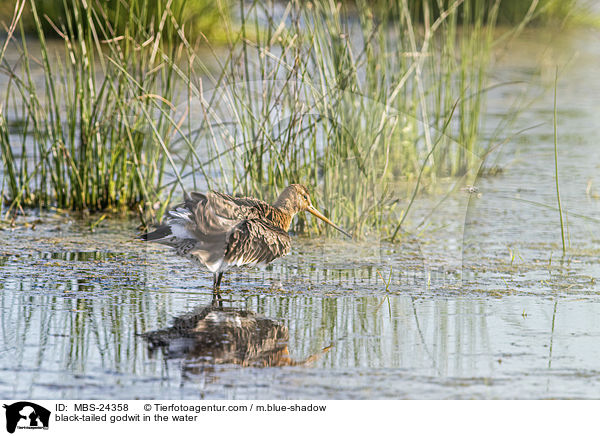 black-tailed godwit in the water / MBS-24358