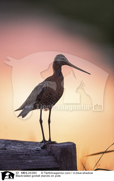 Black-tailed godwit stands on pole / MBS-24360