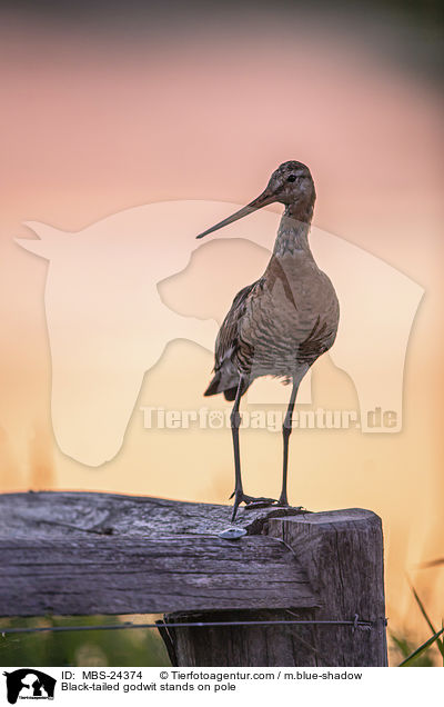 Black-tailed godwit stands on pole / MBS-24374