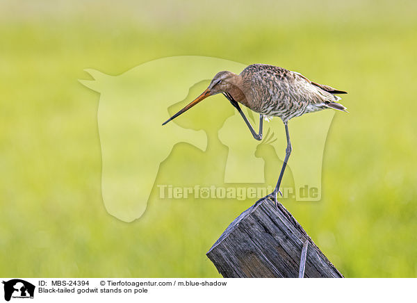 Black-tailed godwit stands on pole / MBS-24394