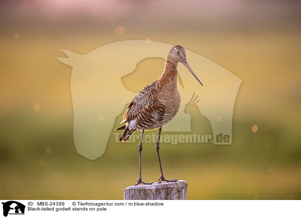 Black-tailed godwit stands on pole / MBS-24399