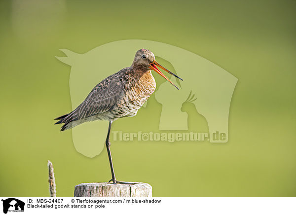 Black-tailed godwit stands on pole / MBS-24407