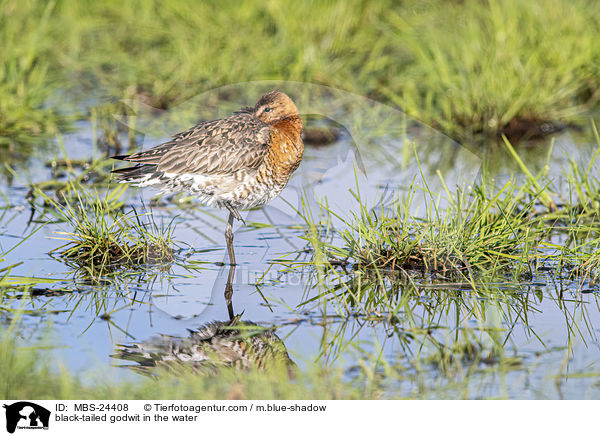 black-tailed godwit in the water / MBS-24408