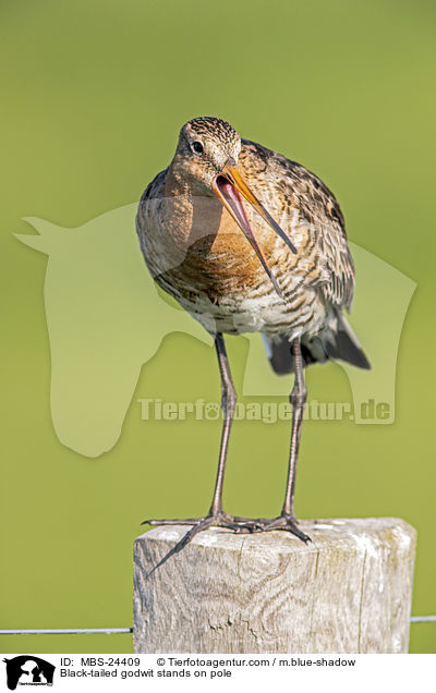 Black-tailed godwit stands on pole / MBS-24409