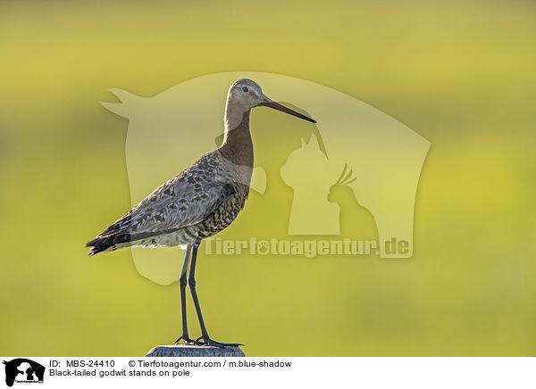 Black-tailed godwit stands on pole / MBS-24410