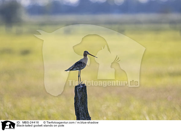 Black-tailed godwit stands on pole / MBS-24416