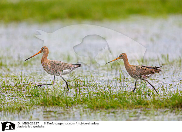 black-tailed godwits / MBS-26327