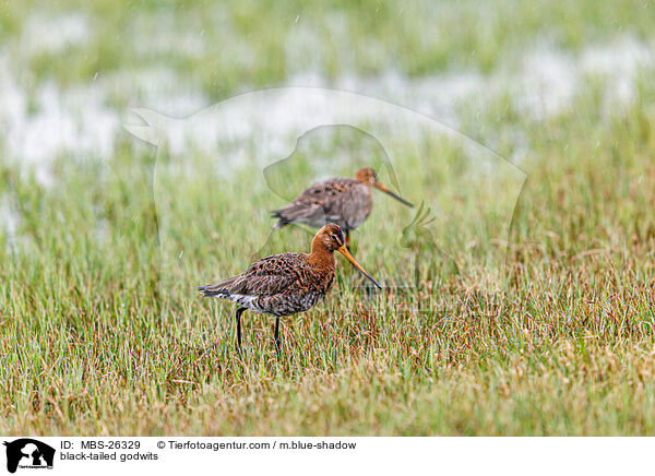 black-tailed godwits / MBS-26329