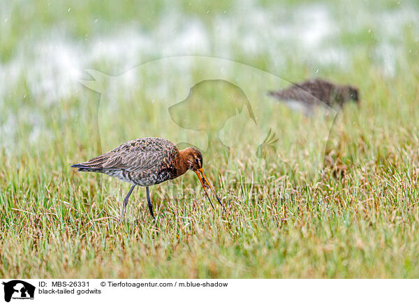 black-tailed godwits / MBS-26331