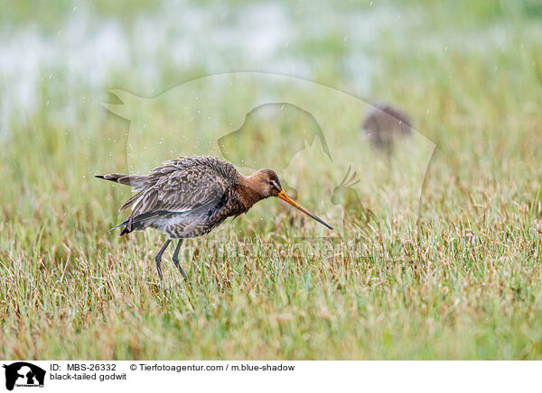 black-tailed godwit / MBS-26332
