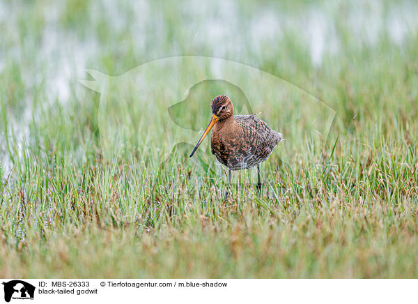black-tailed godwit / MBS-26333