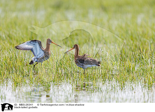 black-tailed godwits / MBS-26341