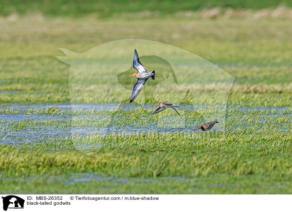 black-tailed godwits / MBS-26352