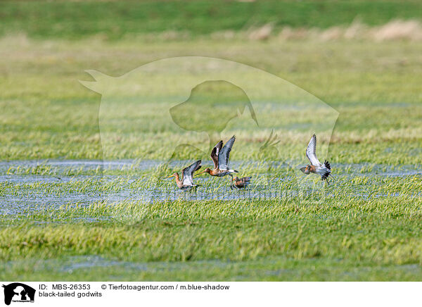 black-tailed godwits / MBS-26353