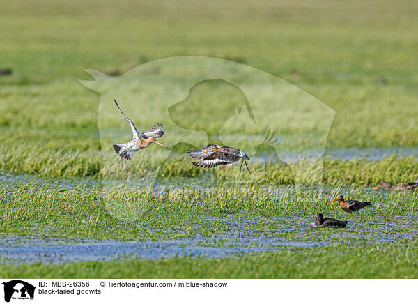 black-tailed godwits / MBS-26356
