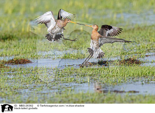 black-tailed godwits / MBS-26362