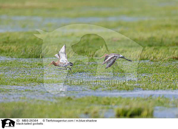 black-tailed godwits / MBS-26364