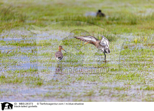 black-tailed godwits / MBS-26373