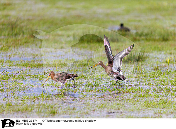 black-tailed godwits / MBS-26374