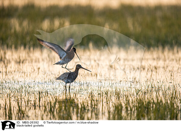 black-tailed godwits / MBS-26392