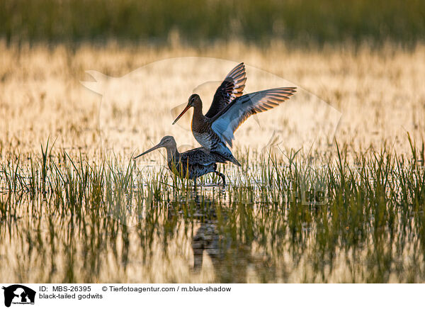 black-tailed godwits / MBS-26395