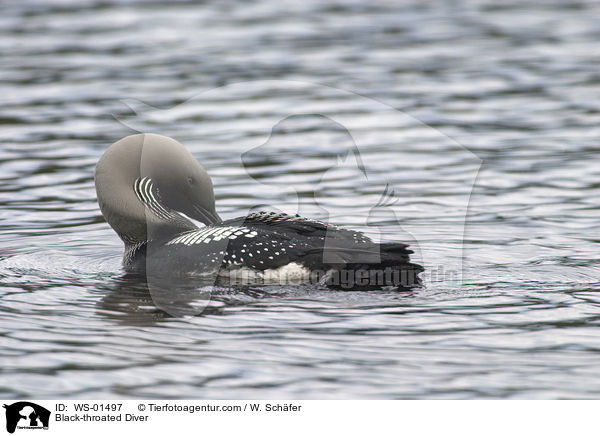 Black-throated Diver / WS-01497