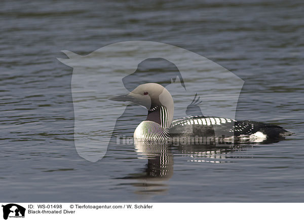 Black-throated Diver / WS-01498