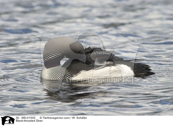 Black-throated Diver / WS-01500