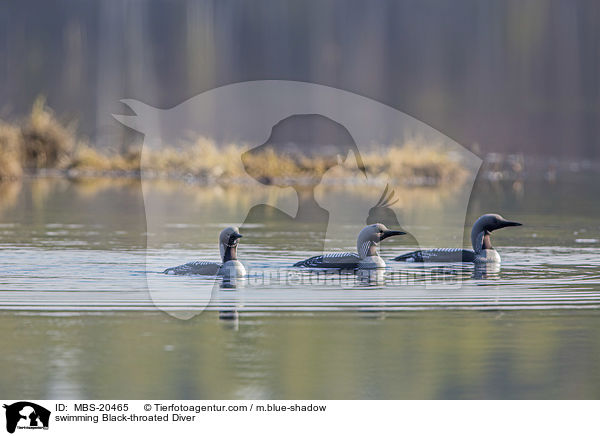 swimming Black-throated Diver / MBS-20465