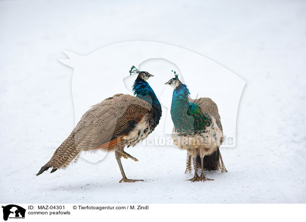 Blaue Pfaue / common peafowls / MAZ-04301