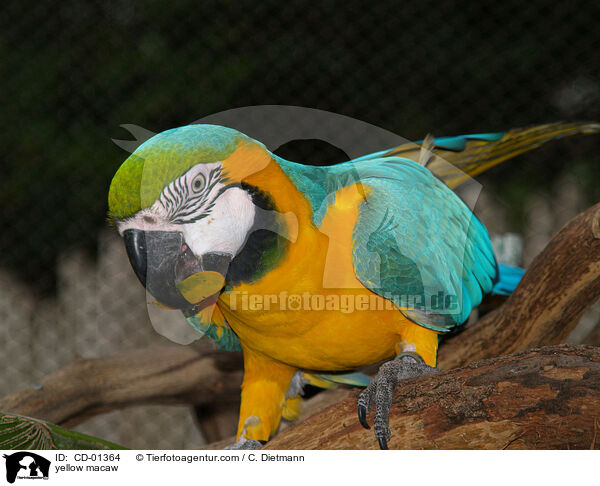 yellow macaw / CD-01364