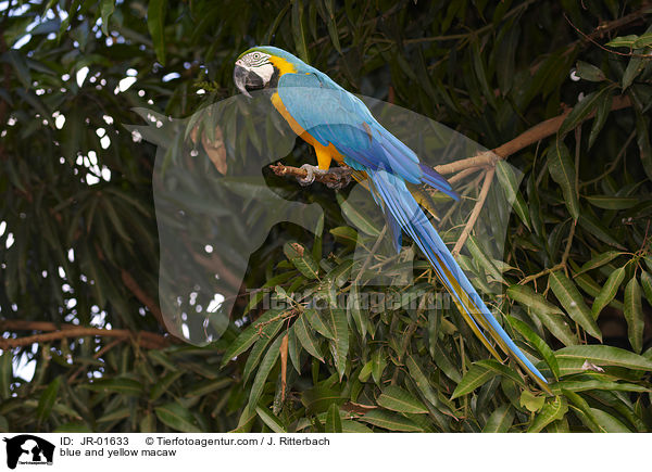 blue and yellow macaw / JR-01633
