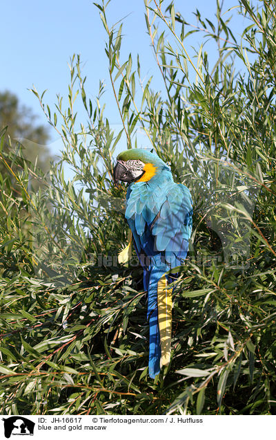 blue and gold macaw / JH-16617