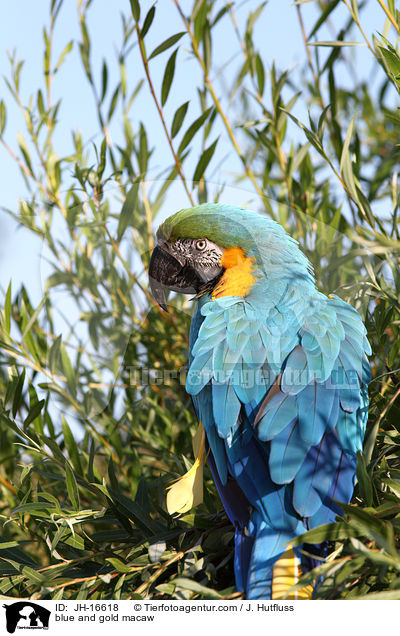 blue and gold macaw / JH-16618
