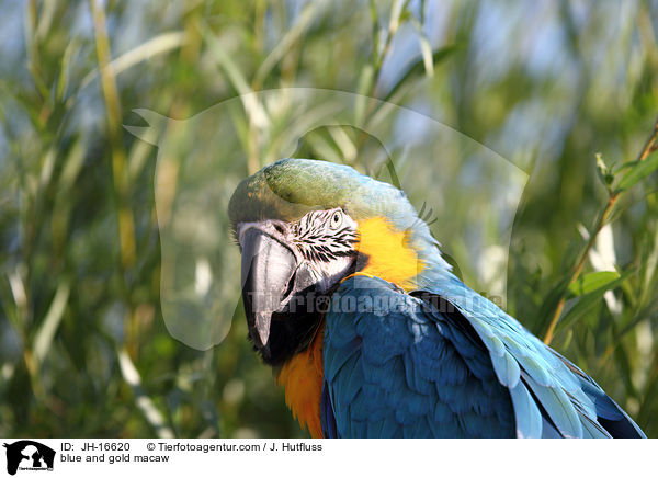 blue and gold macaw / JH-16620