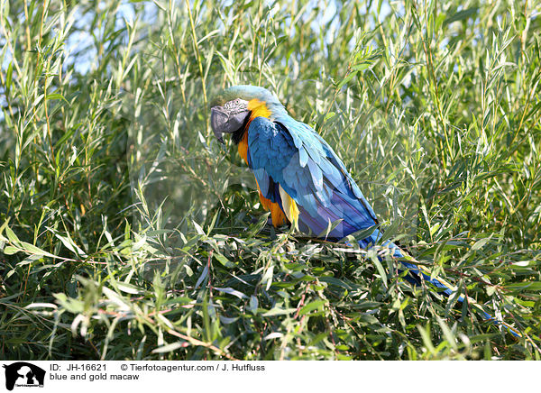 blue and gold macaw / JH-16621