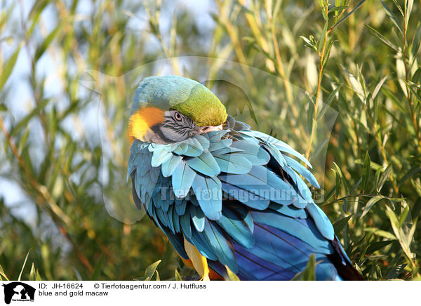 blue and gold macaw / JH-16624