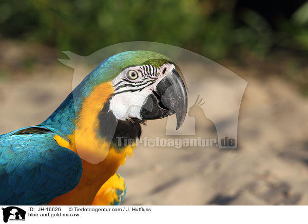 blue and gold macaw / JH-16626