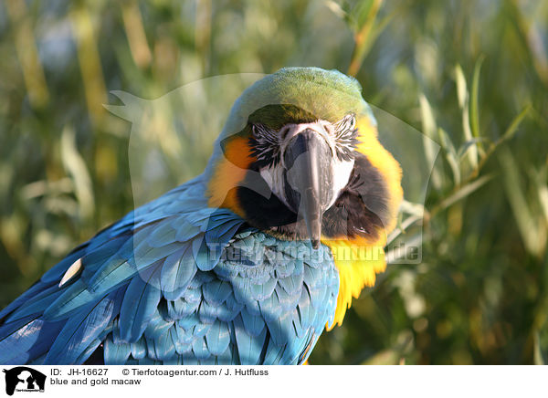 blue and gold macaw / JH-16627
