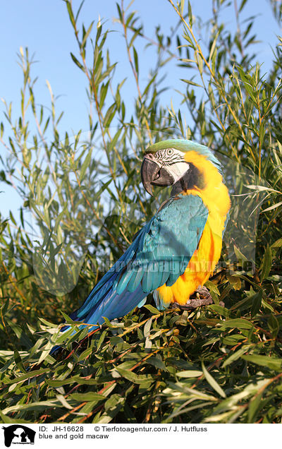blue and gold macaw / JH-16628