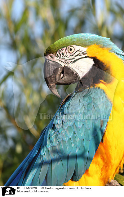 blue and gold macaw / JH-16629