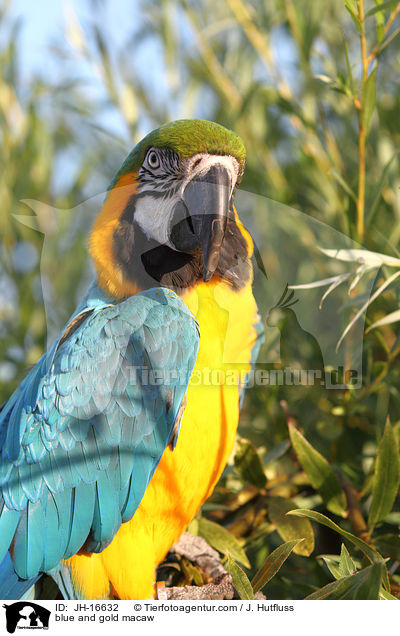 blue and gold macaw / JH-16632