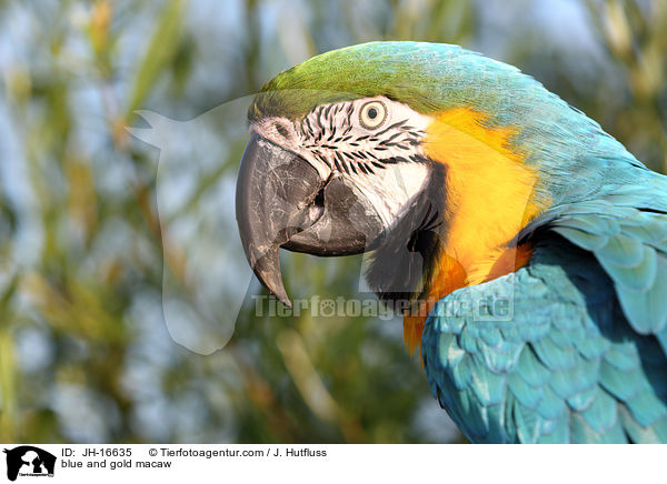 blue and gold macaw / JH-16635