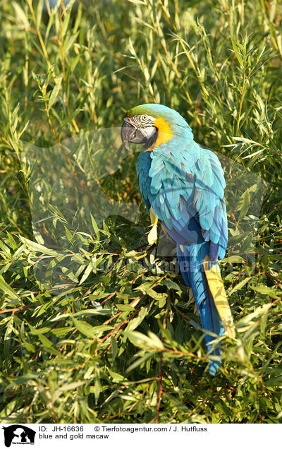 blue and gold macaw / JH-16636
