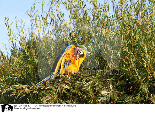 Gelbbrustara / blue and gold macaw / JH-16637