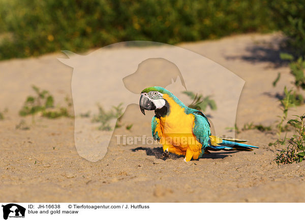 blue and gold macaw / JH-16638