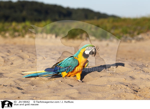 blue and gold macaw / JH-16642