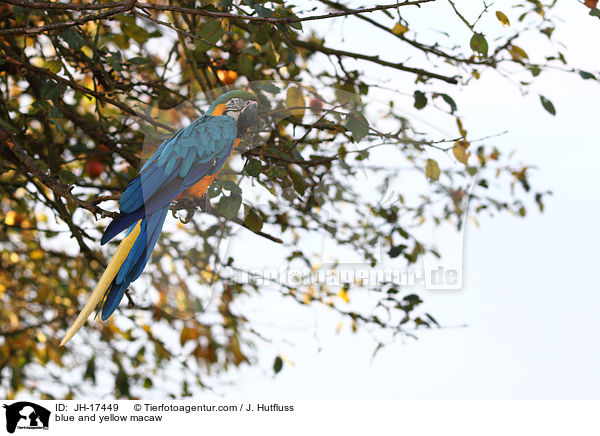 blue and yellow macaw / JH-17449