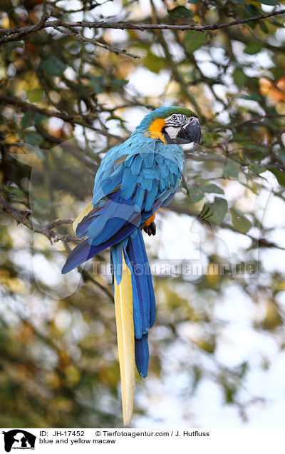 Gelbbrustara / blue and yellow macaw / JH-17452